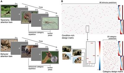 Neural Responses to Naturalistic Clips of Behaving Animals in Two Different Task Contexts